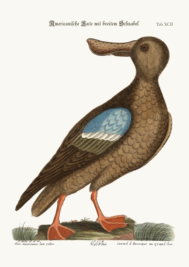 The Blue-wing Shoveler from Mark Catesby