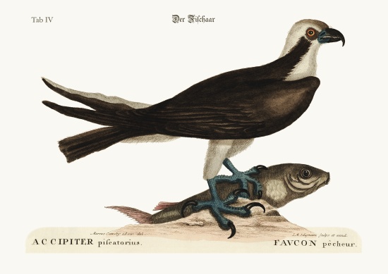 The fishing Hawk from Mark Catesby