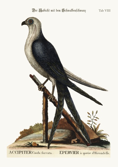 The Swallow-tail Hawk from Mark Catesby