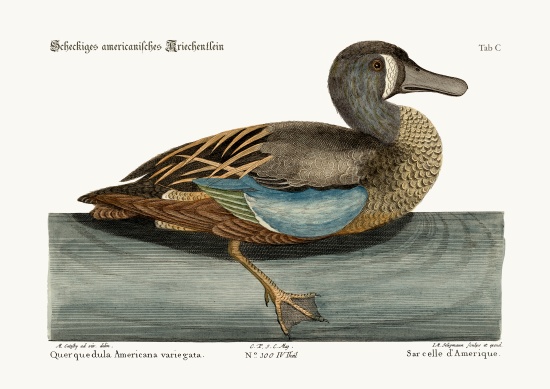 The White-face Teal from Mark Catesby