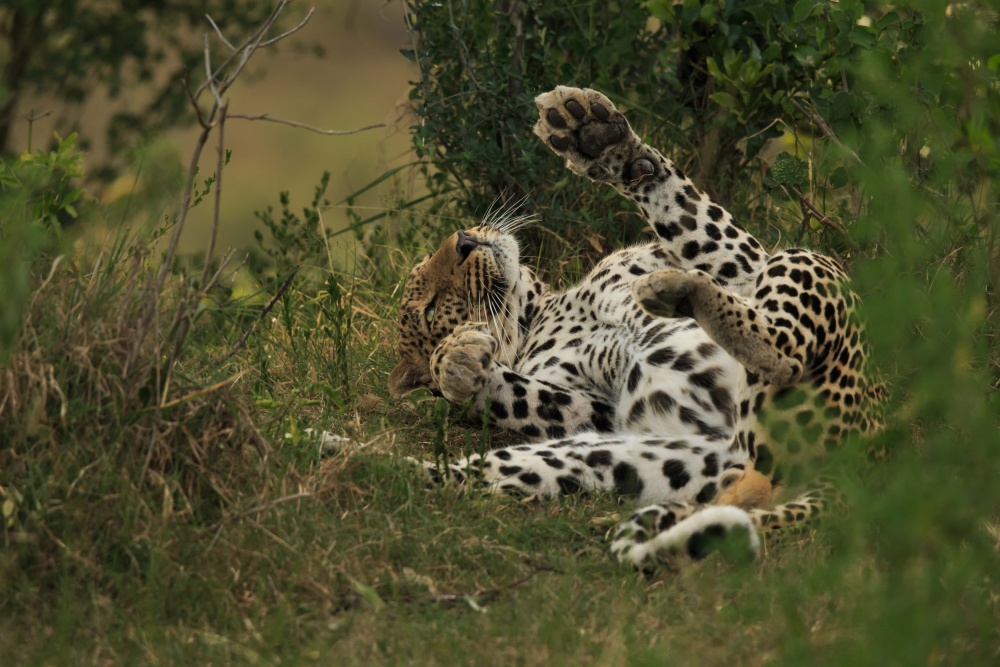 Ein Leopard im Mara-Dreieck from Massimo Mei