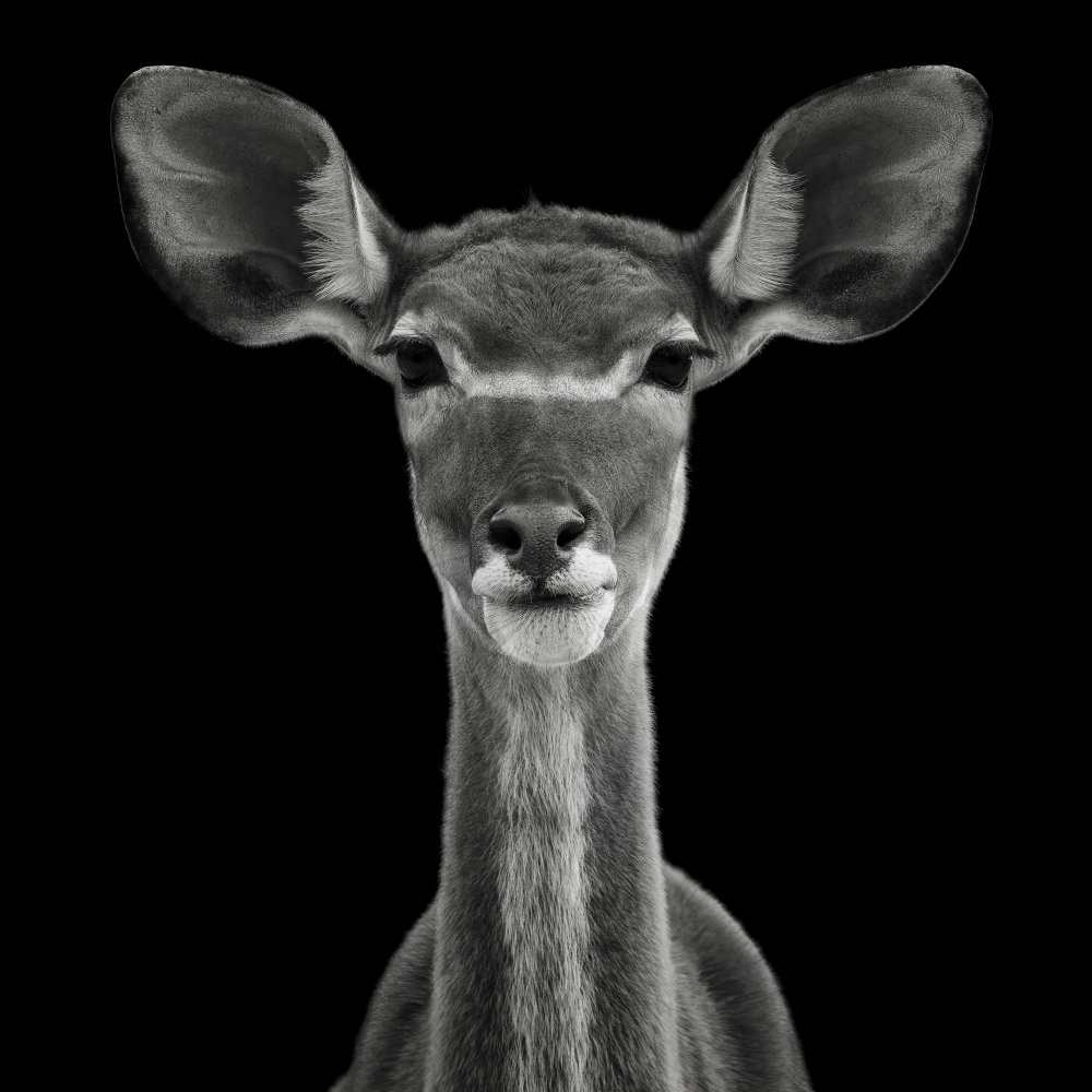 Junger weiblicher Großer Kudu - Tragelaphus Strepsiceros from Mathilde Guillemot