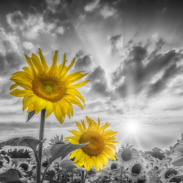 Zwei Sonnenblumen im Fokus from Melanie Viola