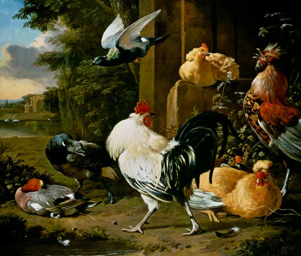 Taube und Geflügel in einem Garten from Melchior de Hondecoeter