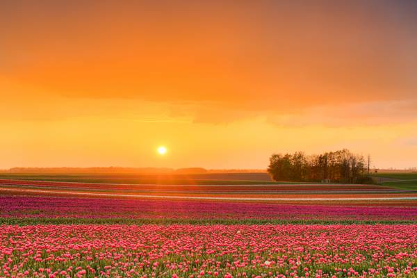 Sonnenuntergang in einem Tulpenfeld from Michael Valjak