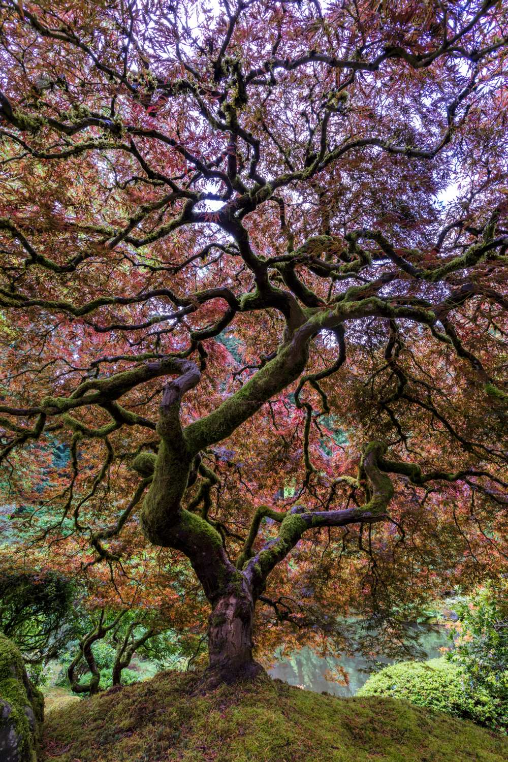 Japanese Maple Tree from Mike Centioli