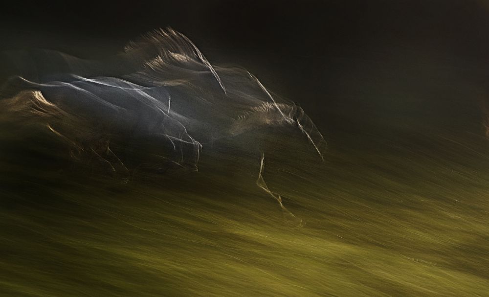 Gallop with wind from Milan Malovrh