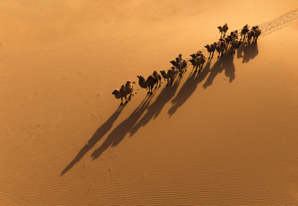 Das Kamel und der Schatten from MIN LI