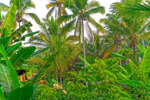 Regenwald, Bali, Natur, floral, tropisch, Palmen from Miro May