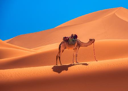 Einsames Kamel in der Wüste