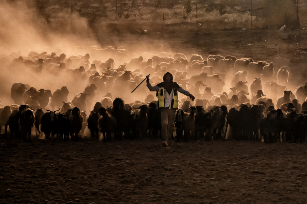 Herden im Sonnenuntergang from Nevra Topalismailoglu