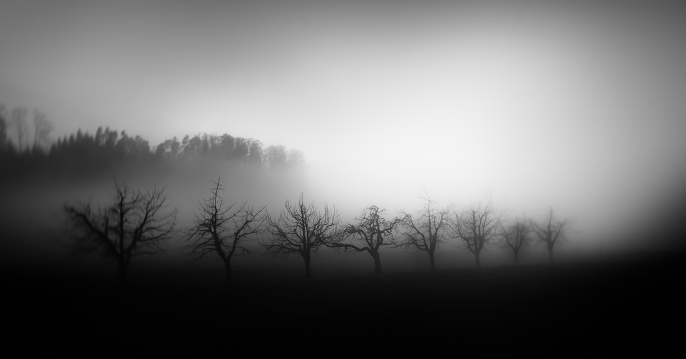 Bäume im Nebel from Nic Keller