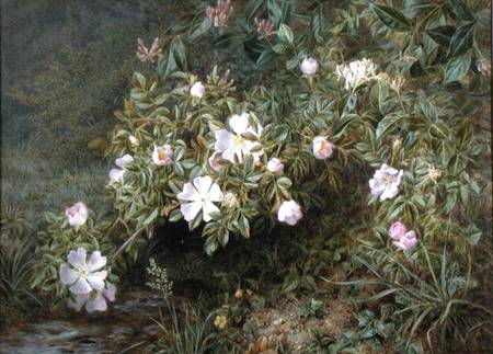 A study of Dog Roses from Niels Pieter Rasmussen