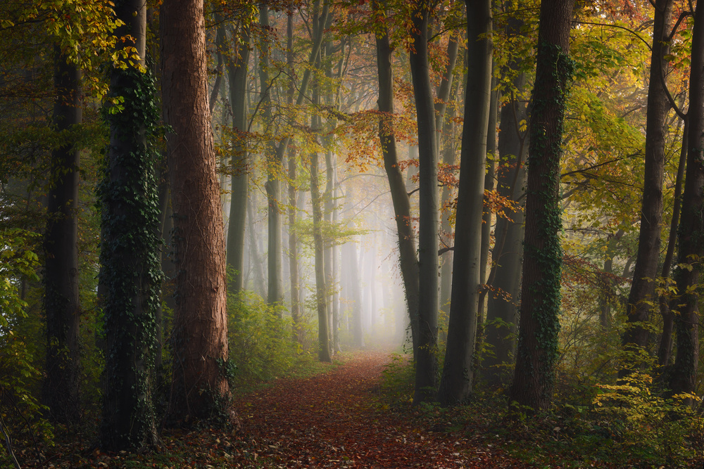 Herbstlicher bunter Wald from NingYun Ye