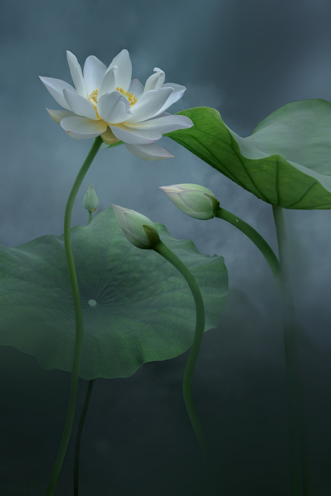 Lotus from NingYun Ye