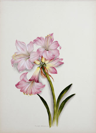 Amaryllis Belladonna from 