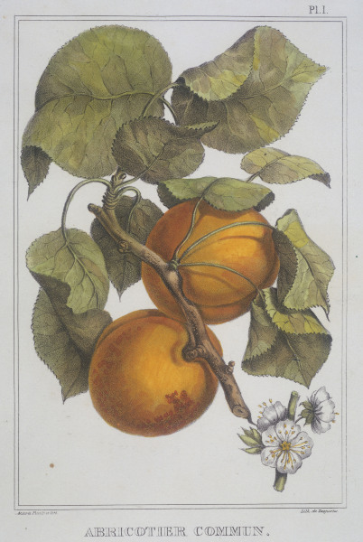 Apricots / Lithograph / Acara from 