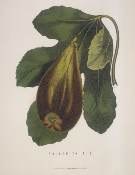 Fig / Brunswick Fig / Copper engraving from 