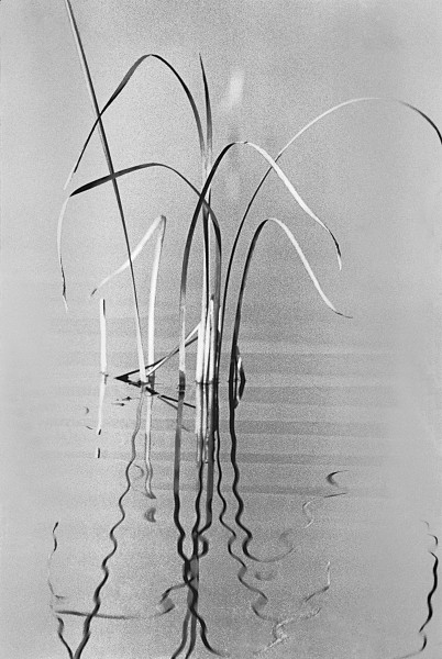 Grass in water (b/w photo)  from 