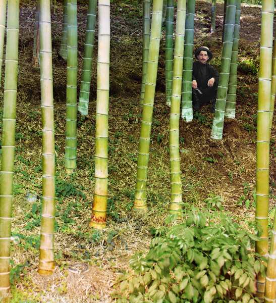 Man among Bamboo Trees / Photo from 