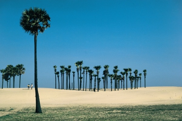 Most beautiful palm groves (photo)  from 