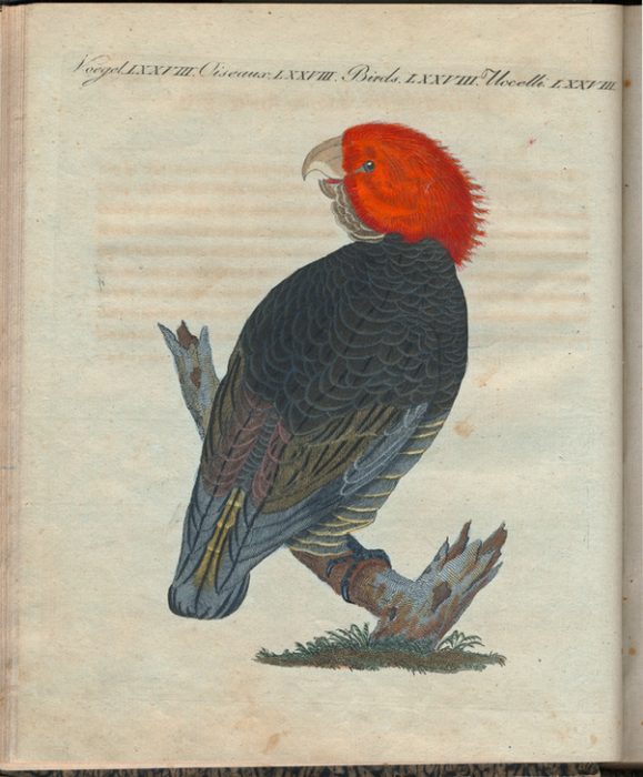 Seltene Vögel. Der gefranzte Kakatu (Psittacus fimbriatus). from 