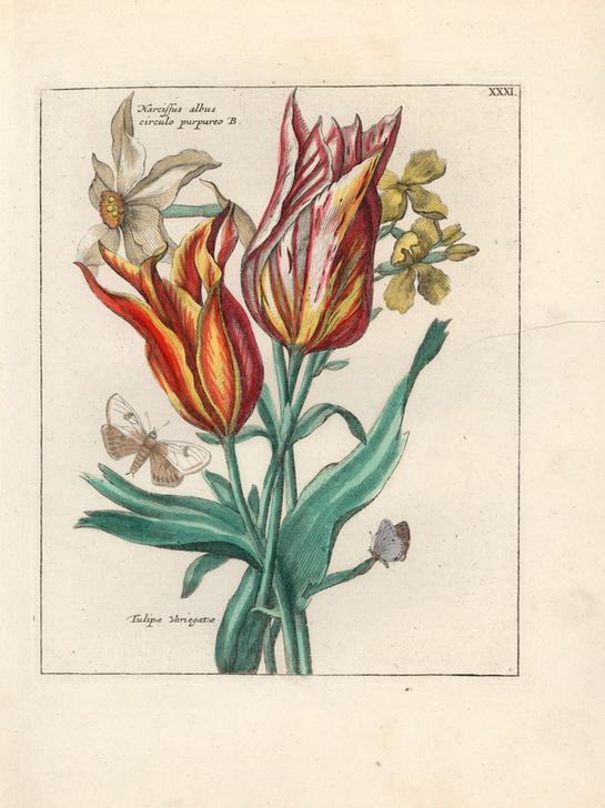 White daffodil variety, Narcissus albus circulo purpureo B. from 