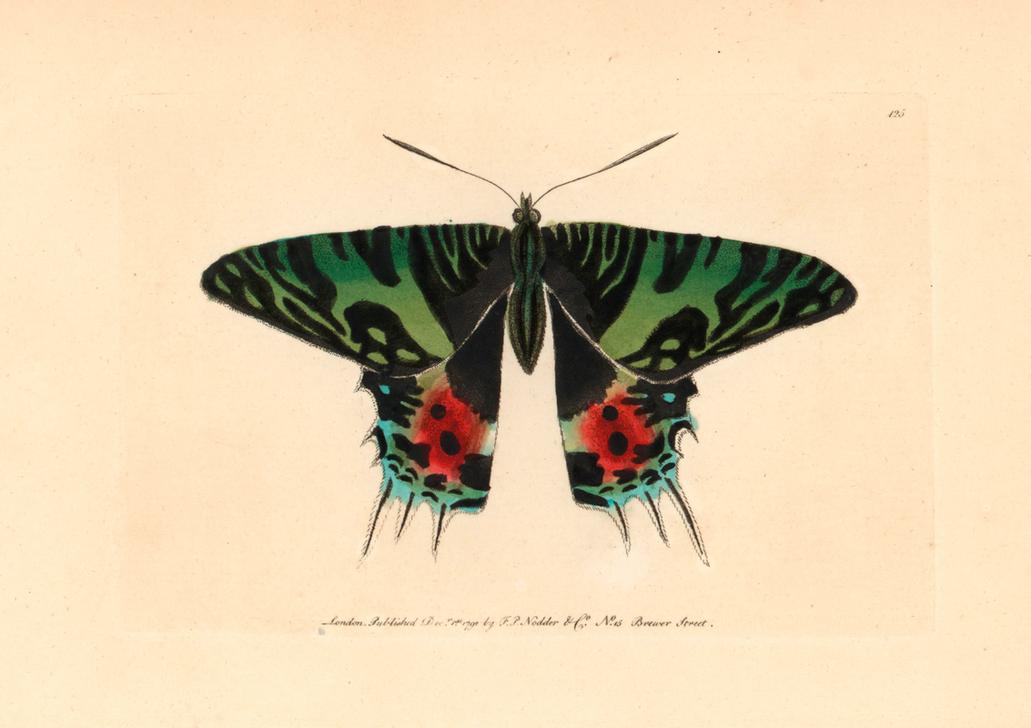 Zoology / Moths from 