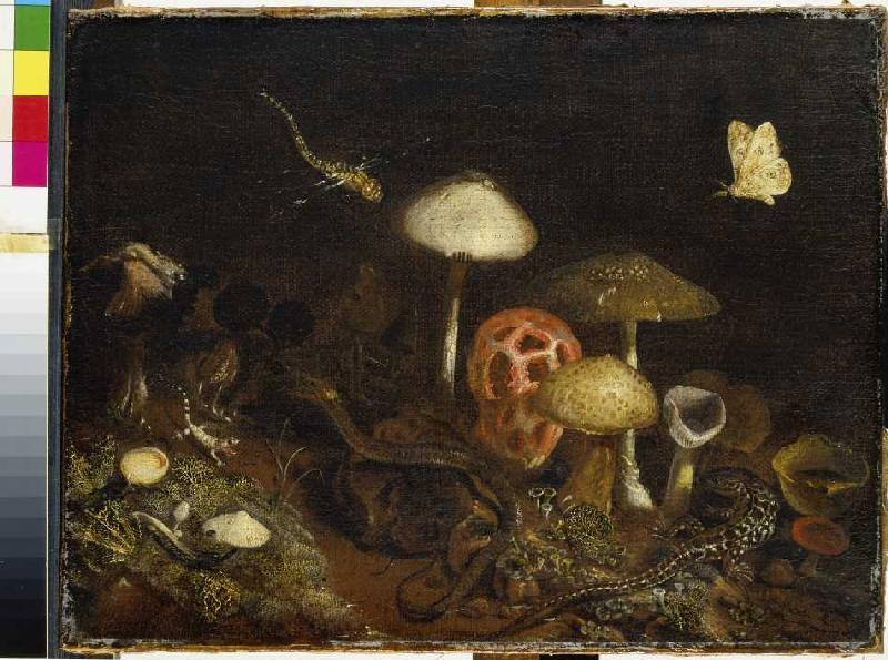 Reptilien, Pilze und Schmetterlinge from Otto Marseus van Schrieck