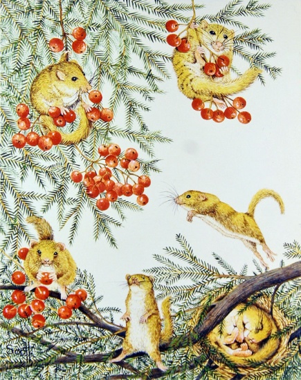 Dormouse House Party from Pat  Scott