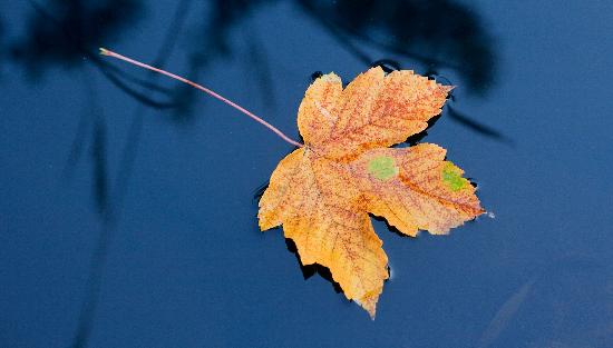 Herbstblatt im Wasser from Patrick Pleul