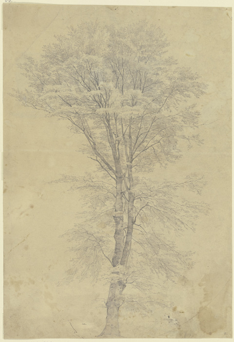 Baum from Peter Becker