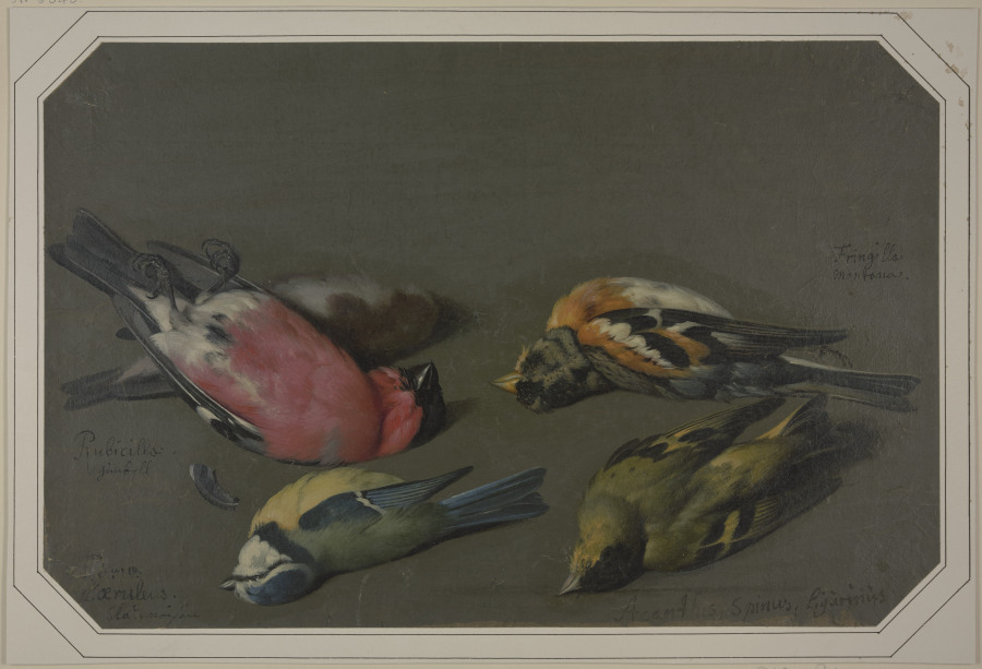 Fünf tote Vögel from Philipp Ferdinand de Hamilton