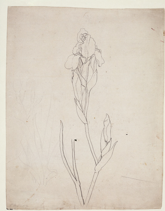 Schwertlilie from Phillip Otto Runge