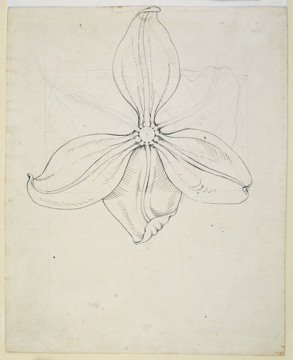 Tulpenblüte from Phillip Otto Runge