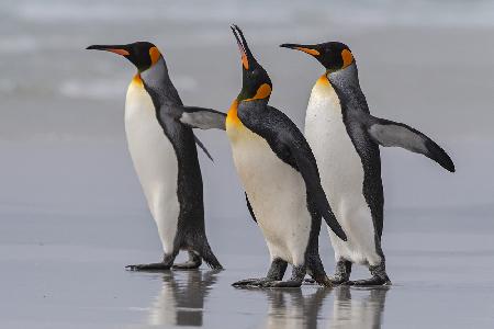 Königspinguine auf den Falklandinseln.