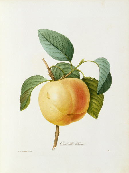 Apple, Calville blanc / Redouté from Pierre Joseph Redouté