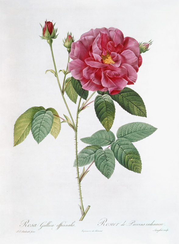 Die Rose Rosa Gallica officinalis. from Pierre Joseph Redouté