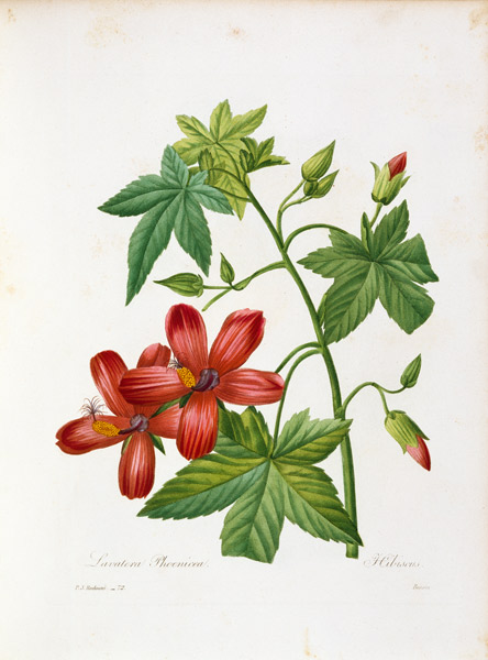 Hibiscus-like Tree Mallow / Redouté from Pierre Joseph Redouté