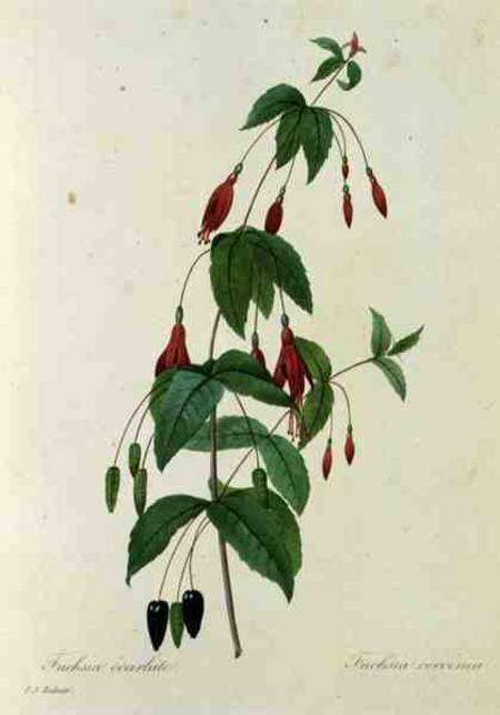 Fuchsia coccinea, from 'Choix des Plus Belles Fleurs' from Pierre Joseph Redouté