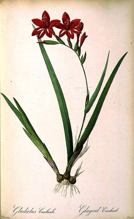 Gladiolus Cardinalis, from `Les Liliacees' from Pierre Joseph Redouté