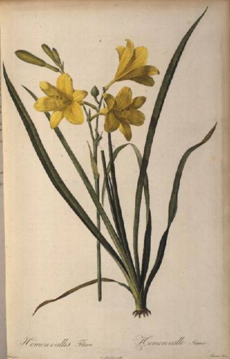 Hemerocallis Flava, from `Les Liliacees' from Pierre Joseph Redouté