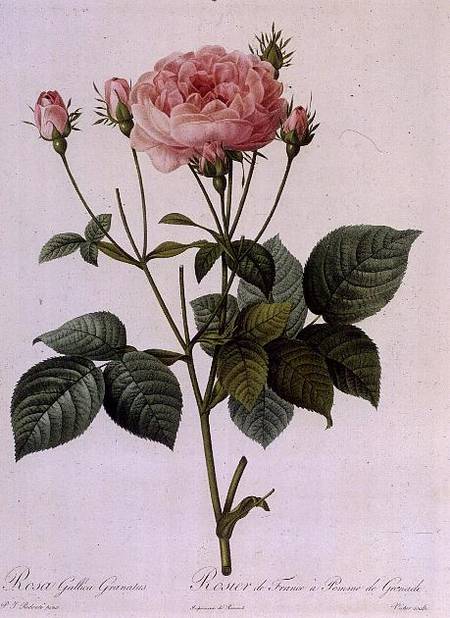 Rosa Gallica Granatus, from 'Les Roses', vol II from Pierre Joseph Redouté