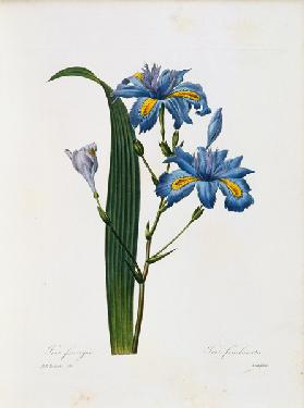 Iris fimbriata / Redouté