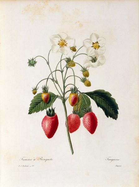 Strawberry / Redouté