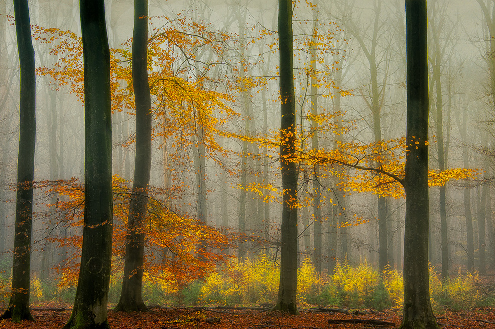 Die neuesten Herbstfarben ............. from Piet Haaksma