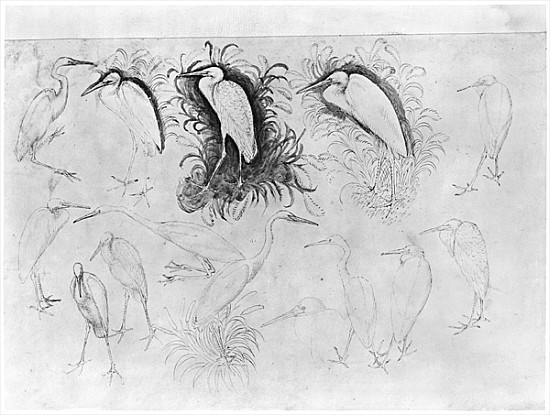 Fourteen egrets, from the The Vallardi Album (pen, ink & w/c on paper) from Pisanello