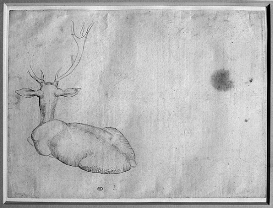 Resting stag, seen from behind, from the The Vallardi Album from Pisanello