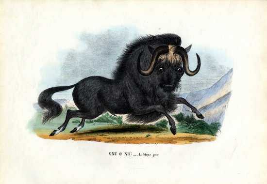 Black Wildebeest from Raimundo Petraroja