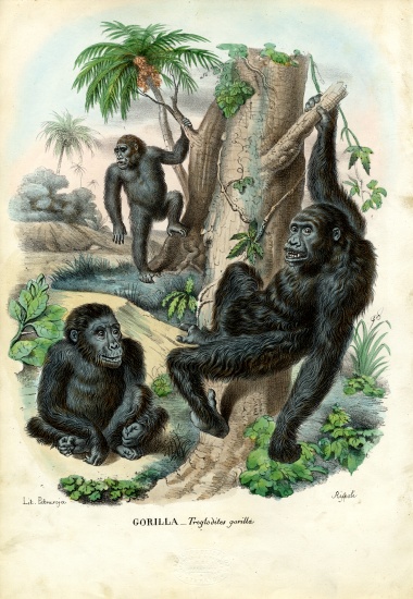 Gorilla from Raimundo Petraroja